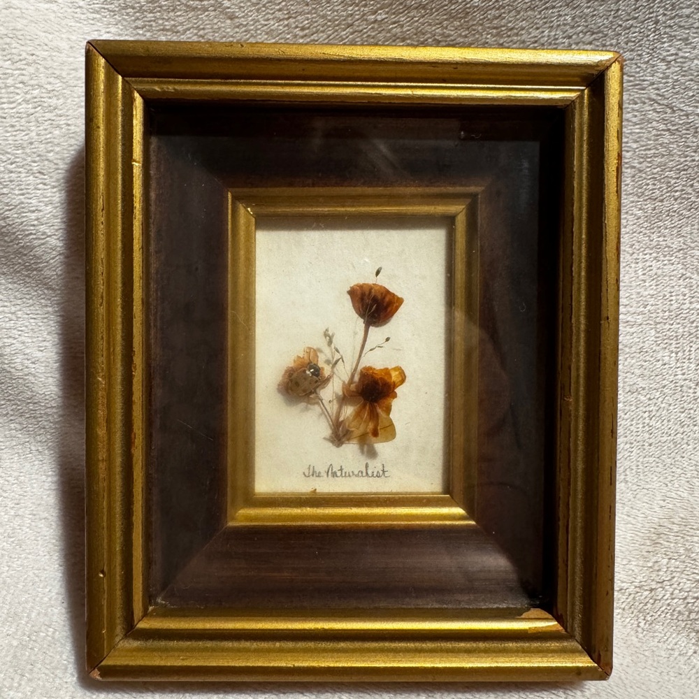 Vintage Framed Dried Flower Shadowbox EUC - Picture 2 of 10
